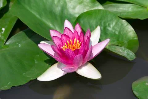 Pink lotus Stock Photos