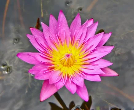Pink lotus Foto stock