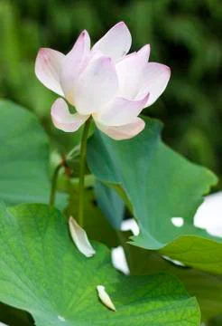 Pink lotus Stock Photos