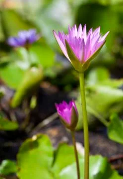 Pink lotus Stock Photos