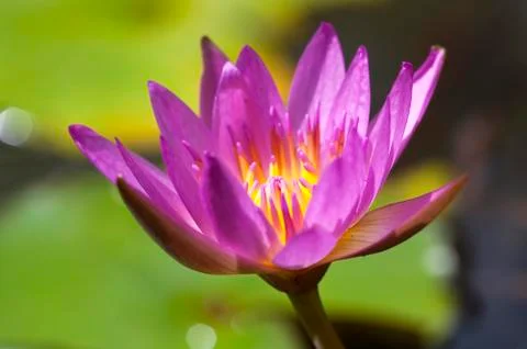 Pink lotus Stock Photos