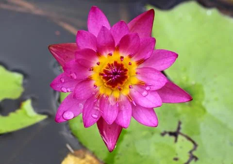Pink lotus Foto stock