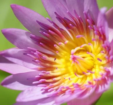 Pink lotus Stock Photos