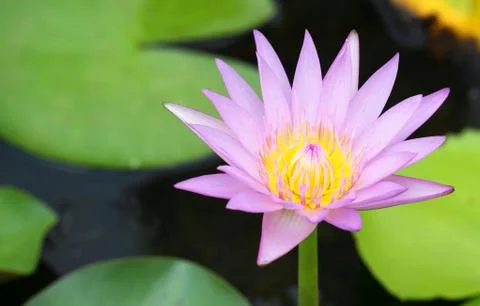 Pink lotus Stock Photos