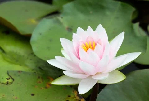 Pink lotus Stock Photos