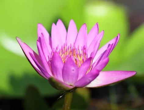 Pink lotus Stock Photos