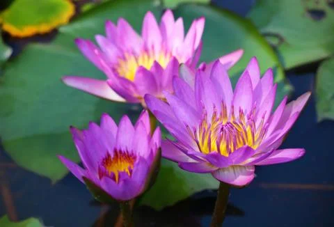 Pink lotus Stock Photos