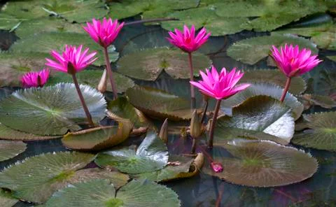 Pink lotus Stock Photos