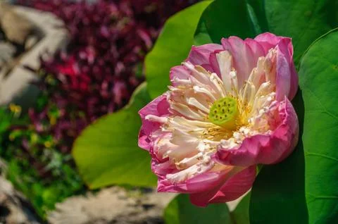 Pink lotus Stock Photos