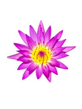 Pink lotus Stock Photos