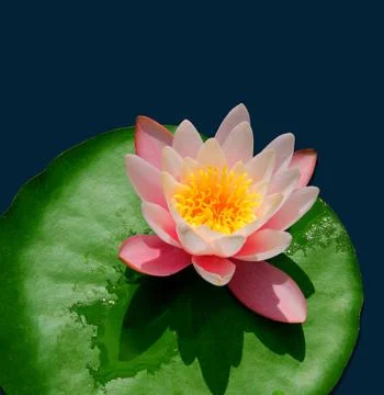 Pink lotus Stock Photos