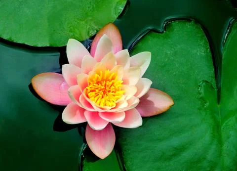 Pink lotus Stock Photos