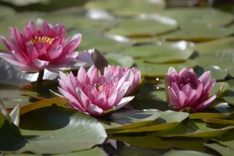 Pink lotus Stock Photos