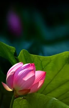 Pink lotus Stock Photos