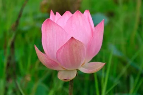 Pink lotus Stock Photos