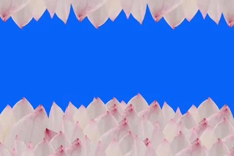 Pink lotus Foto stock