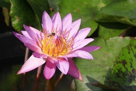 Pink lotus Stock Photos