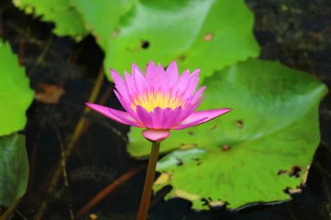 Pink lotus Foto stock