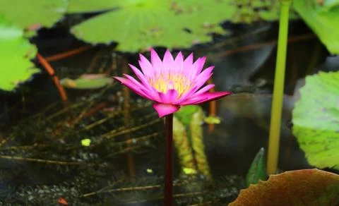 Pink lotus Stock Photos