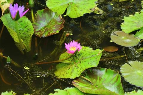 Pink lotus Stock Photos