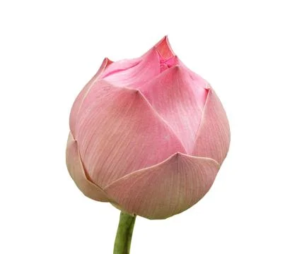 Pink lotus Stock Photos