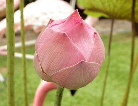 Pink lotus Stock Photos