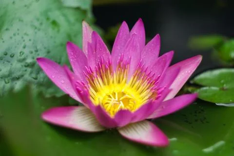 Pink lotus Foto stock