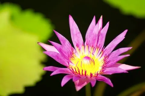 Pink lotus Foto stock