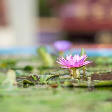 Pink lotus Stock Photos