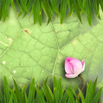 Pink lotus Stock Photos