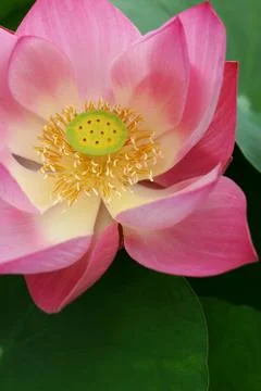 Pink Lotus Stock Photos