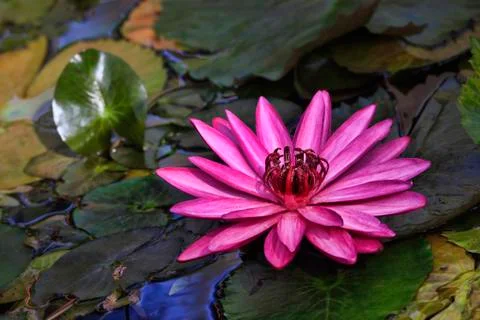 Pink lotus Stock Photos