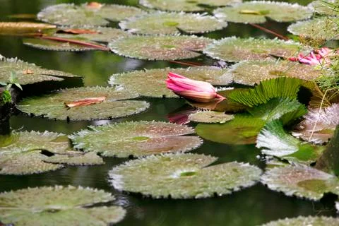 Pink lotus Stock Photos