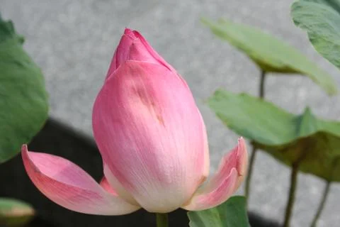 Pink lotus Stock Photos