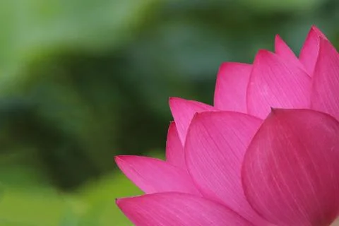 Pink lotus Stock Photos