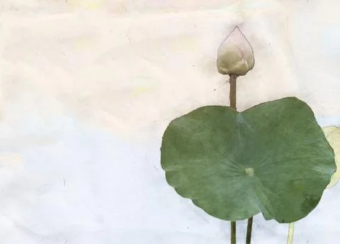 Pink lotus Stock Photos