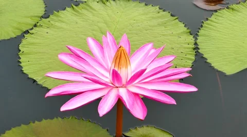 The pink lotus in the pond. Stock Footage 69017210