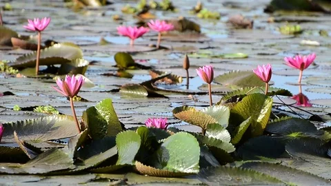 Pink Lotus in Pond Stock Footage 77820505