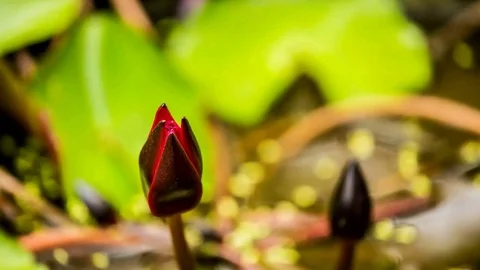 Pink lotus in pond Stock Footage 83698710