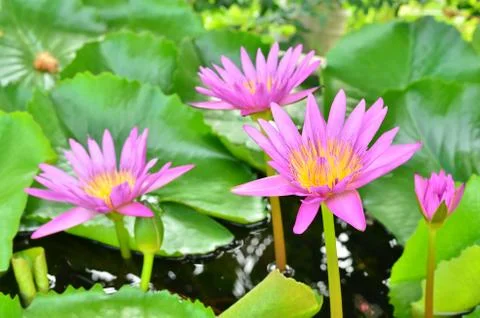 Pink lotus in the pool Stock Photos