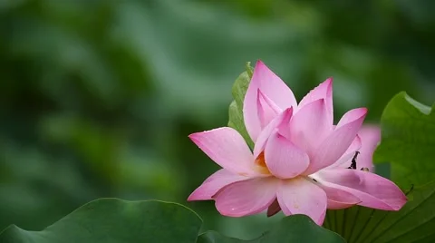 Pink lotus in the rain:4k Stock Footage 52103294