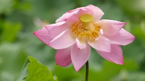 Pink lotus in the rain:4k Stock Footage 52104331