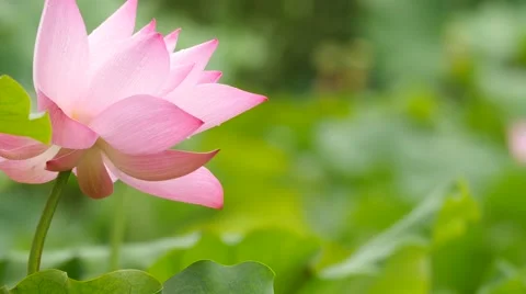 Pink lotus in the rain:4k Stock Footage 52104585