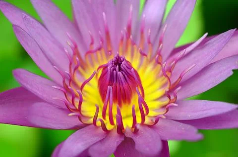 PInk Lotus on the River Stock Photos