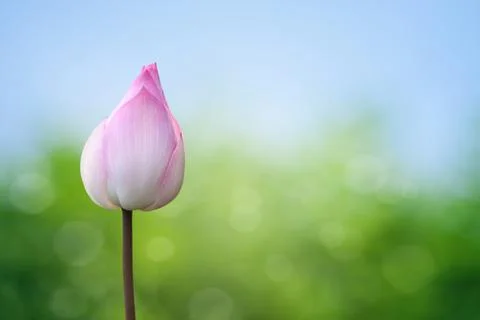 Pink lotus on spring background Stock Photos