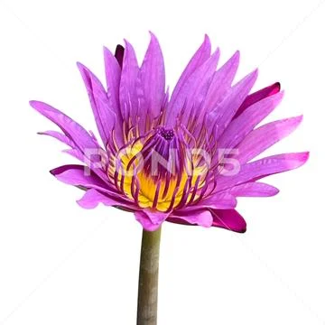 Pink lotus on a white background 05 PSD Template
