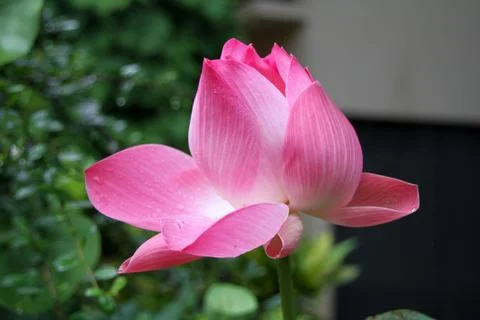 Pink lotuses Stock Photos
