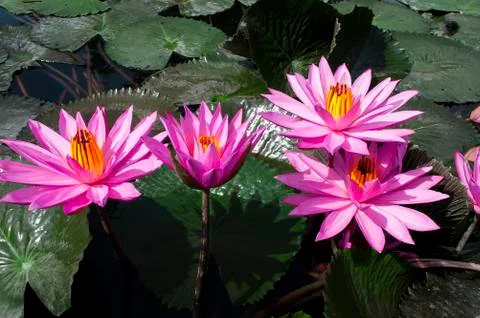 Pink lotuses. Stock Photos