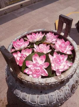 The pink lotuses Foto stock