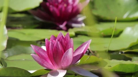Pink lotuses reflection on a pond Stock Footage 67107981